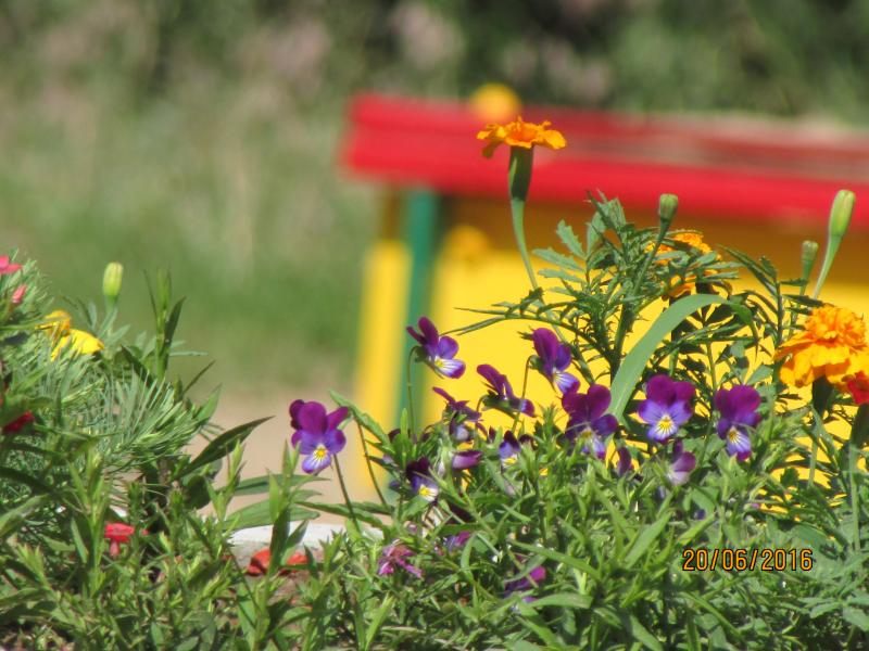 Лето, солнце и цветы в МОУ Детском саду № 348