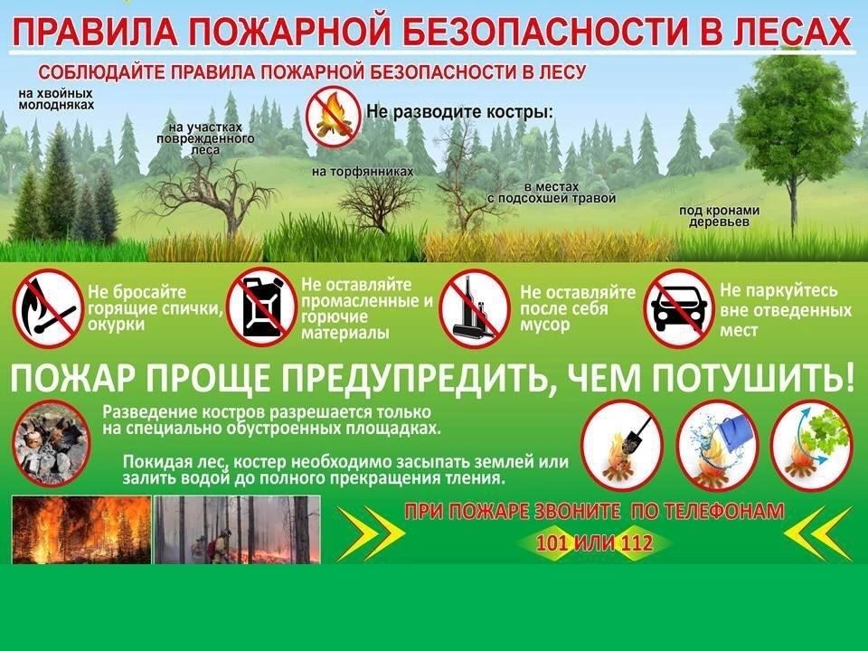 Памятка правила пожарной безопасности в лесах