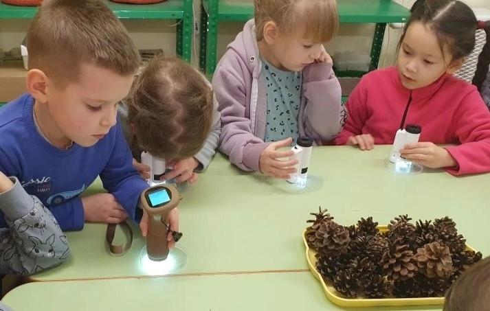 еловые иголки под микроскопом