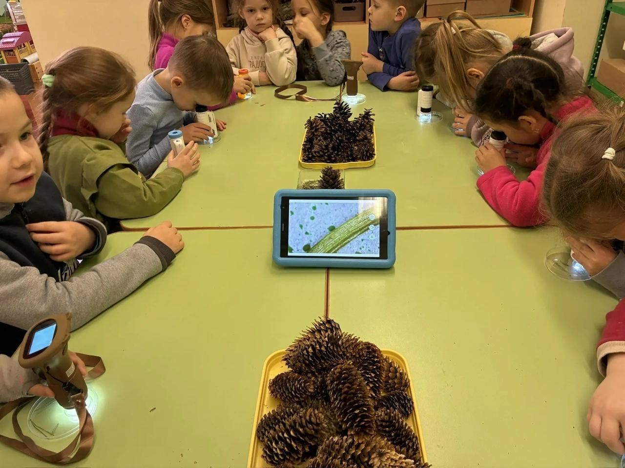 Сосновые иглы под микроскопом