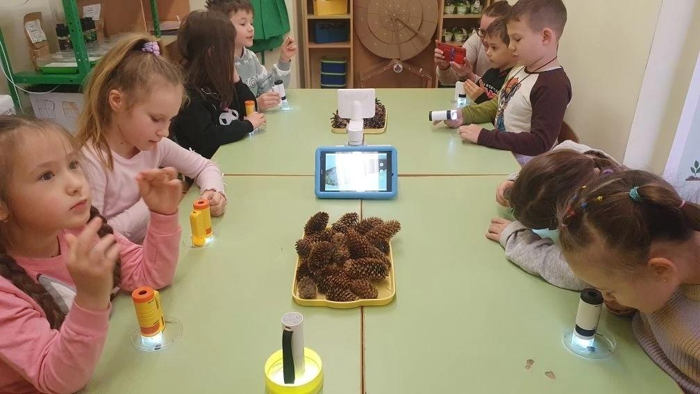 сосновые иглы и еловые под микроскопом