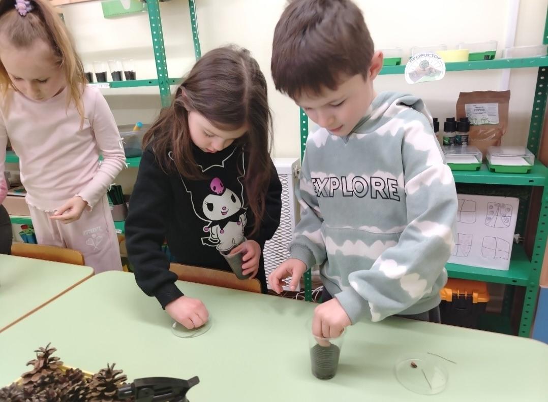 Сажаем будущие елочки