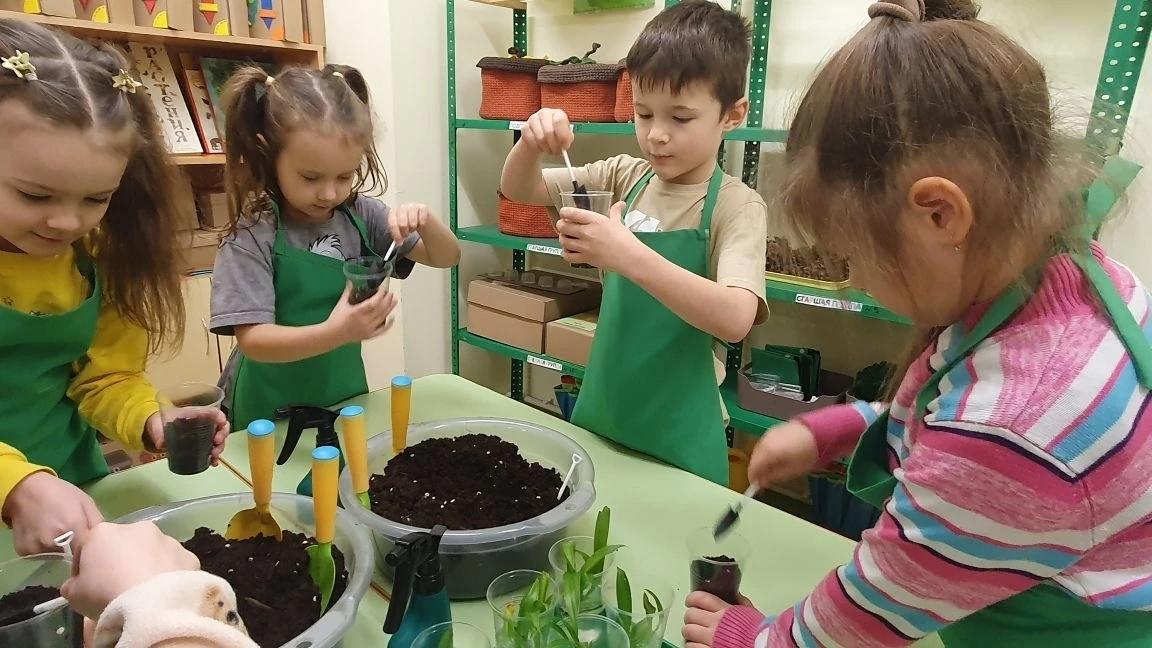 Посадка ростков в землю