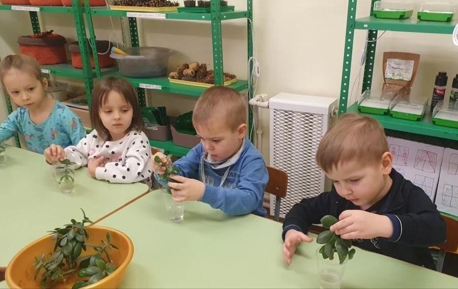 Опустим росток в воду для укоренения