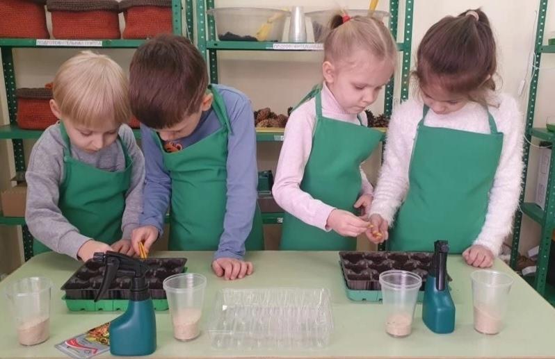 Посев семян Колеуса