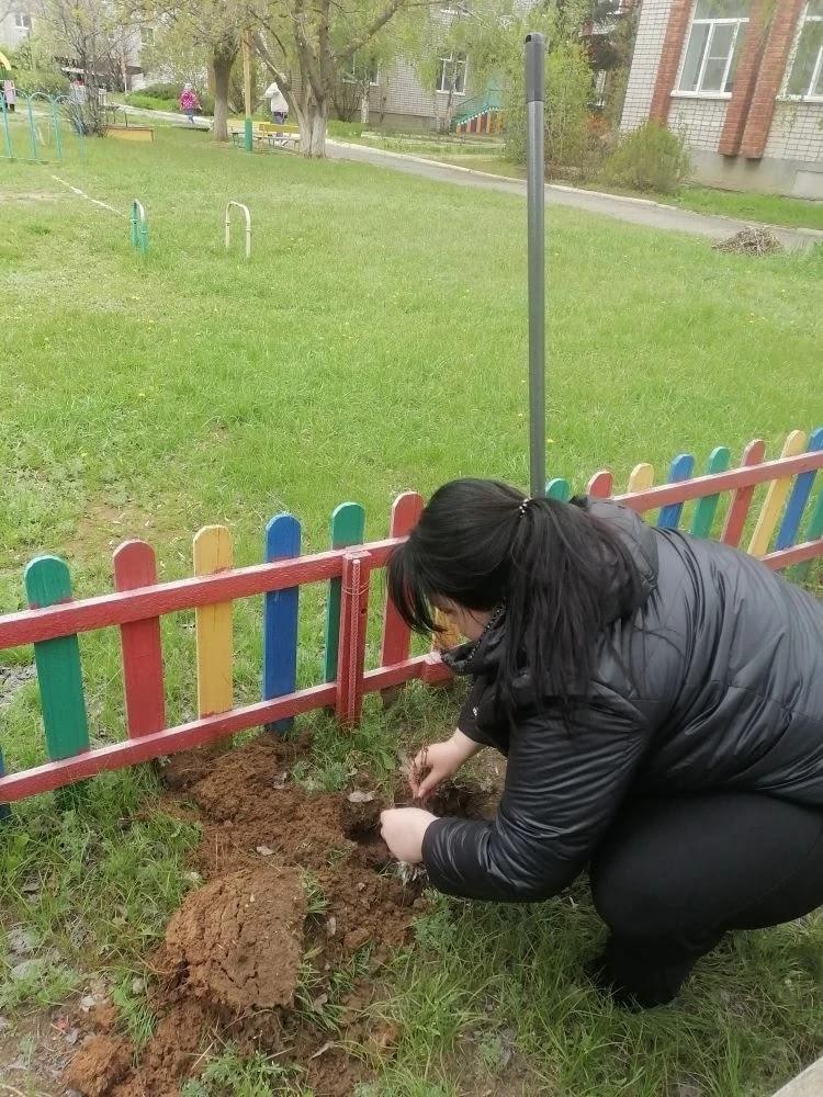 посадка деревьев