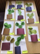 Комнатные растения: кактус конструирование из бумаги с элементами аппдикации