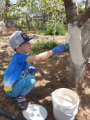 Акция ко дню доброты Хазов Вадим помогает маме белить деревья