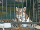 тигр в клетке