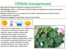 Пример оформления паспорта. Оформление паспорта для герани