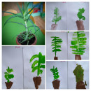 Алоэ Рисование с натуры. 