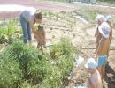 По очереди польем помидорки Дело стало таким заразительным, что к проекту подключились родители воспитанников, помогая педагогам поддерживать красоту на огородном солнышке