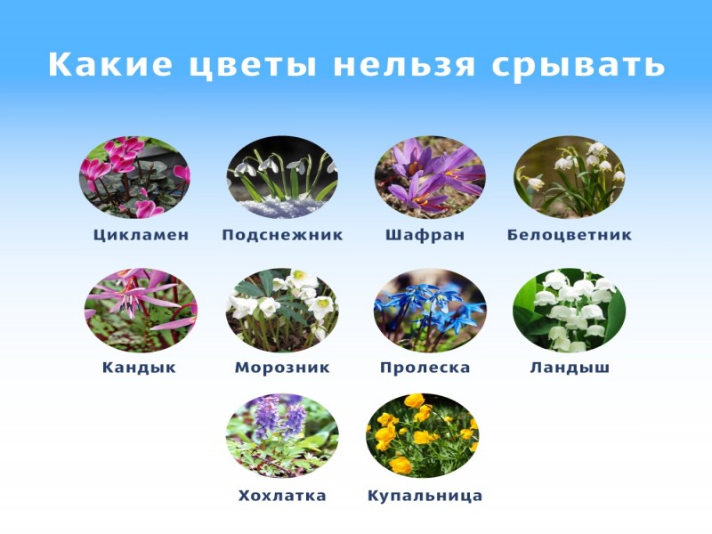 Какие цветы запретили в 2024 году