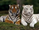 Тигры Фото для презентации