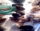 Конкурс фотографий "Мой питомец - просто кадр!" Конкурс фотографий "Мой питомец - просто кадр!"