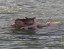 Вода- парное молоко Семья Марьяши Пурясевой