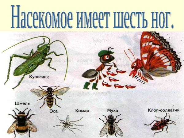 Технологическая карта по теме насекомые