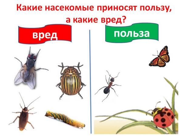 Полезные и вредные насекомые картинки для детей