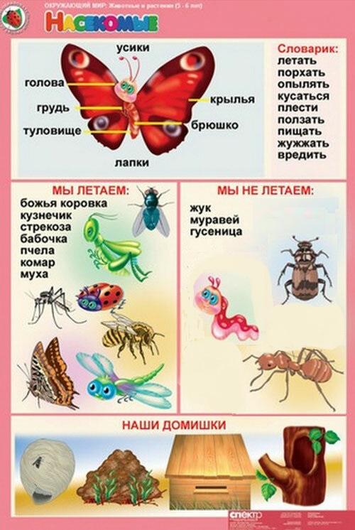 Проект в средней группе про насекомых