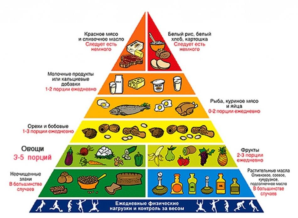пищевая пирамида.jpg