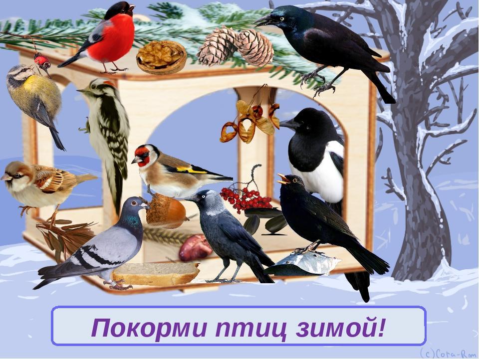 картинка птицы.jpg