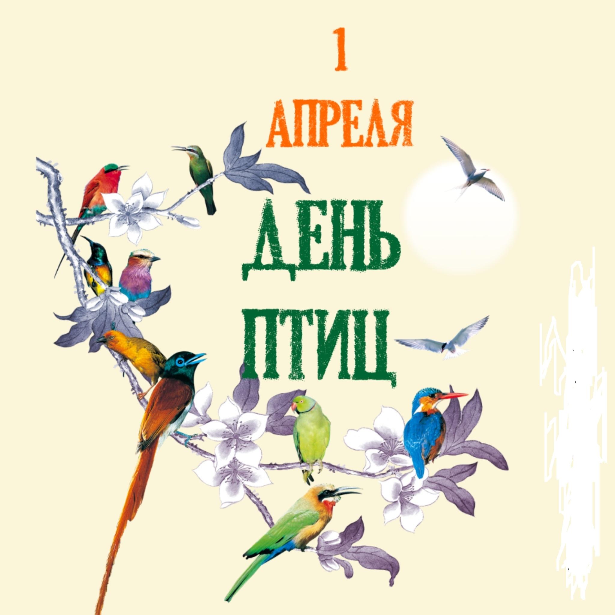 1 Апреля - международный день птиц - Ошколе.РУ