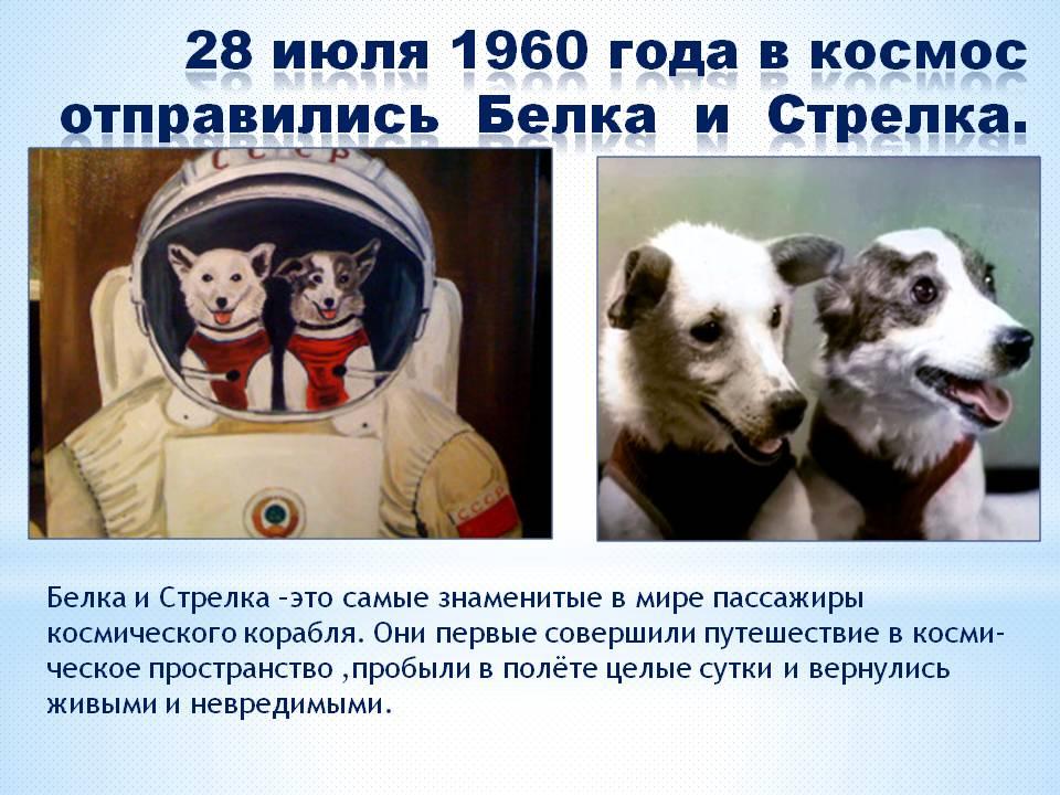 Фото собак которые летали в космос