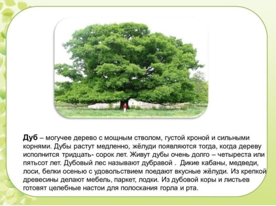 Дуб текст описание. Дуб дерево описание. Дуб краткое описание. Описание дуба. Доклад о дереве.