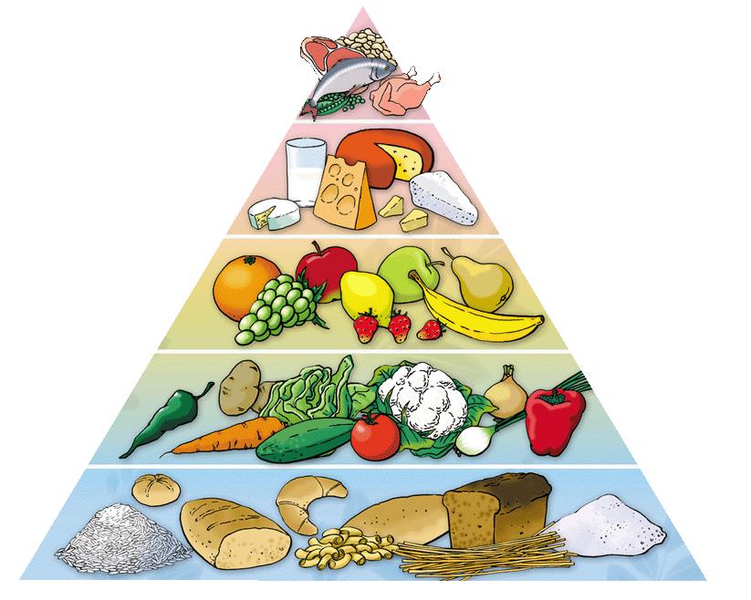 пирамида питания.png
