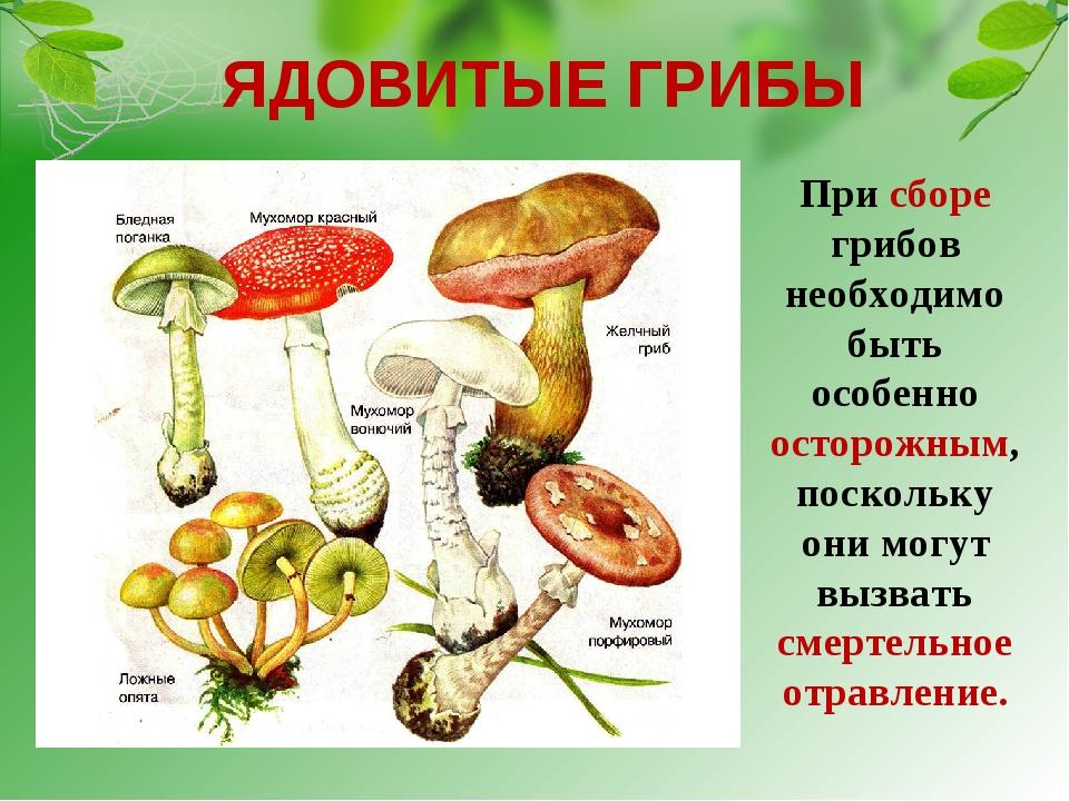 Ядовитые растения и грибы презентация