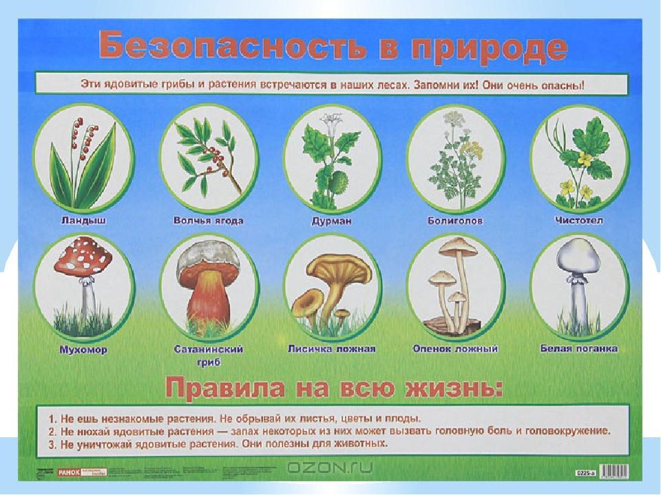 Проект по окружающему миру 2 класс опасные растения грибы и животные