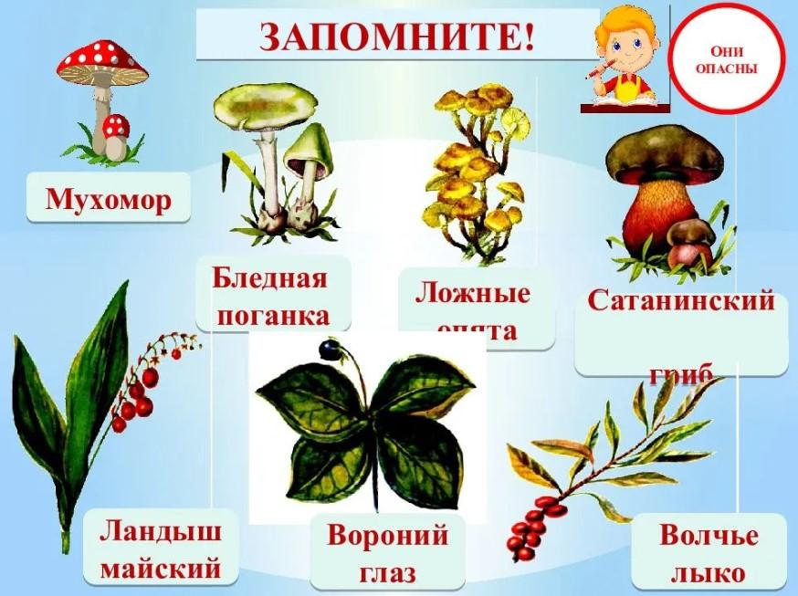 Проект по окружающему миру 2 класс опасные растения грибы и животные