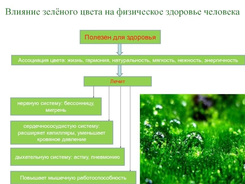 Значение зеленого цвета в психологии. Зеленый цвет в психологии. Воздействие салатового цвета. Тёмно зелёный цвет психология. Зеленый ассоциации.