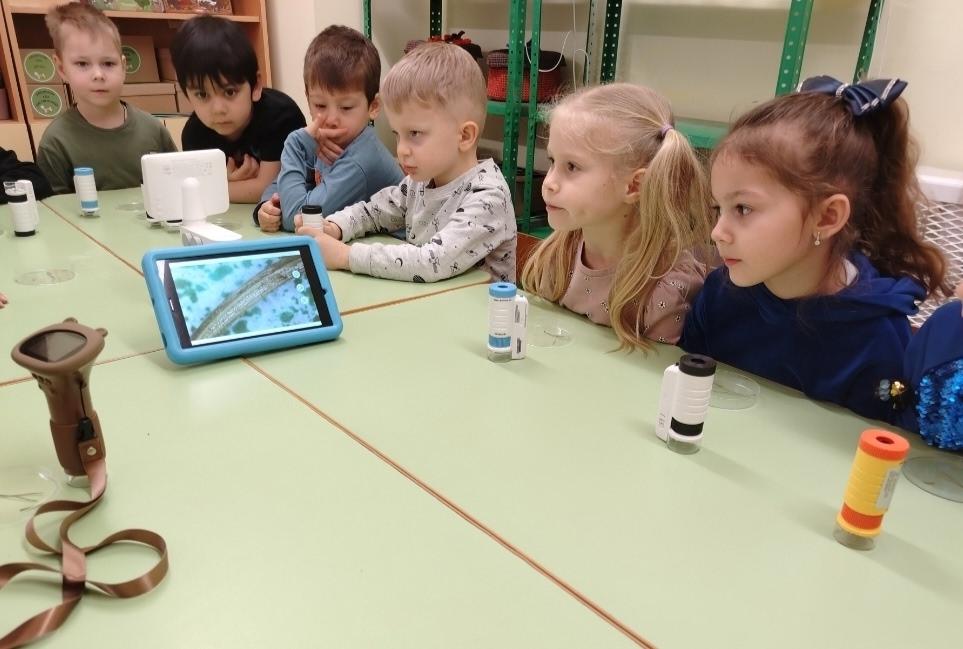 Сосновая и еловая иголки под микроскопом Бобровая Лаборатория