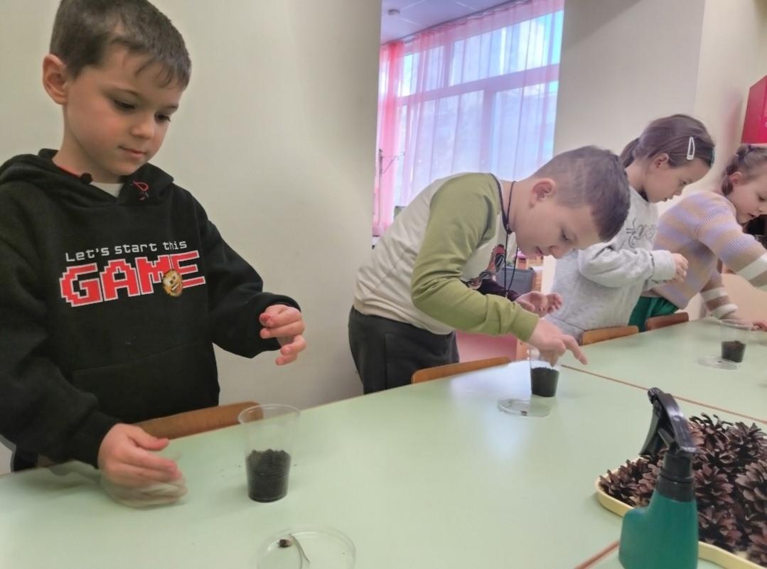 Посадка семян будущих елочек