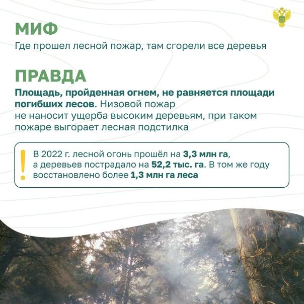 Миф и прада о деревьях при пожаре