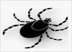 Иксодовые клещи