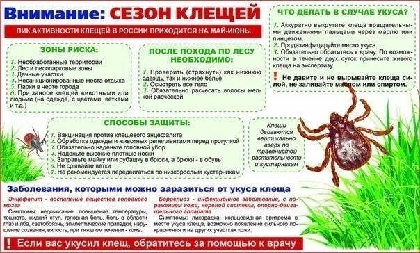 Внимание: Сезон клещей