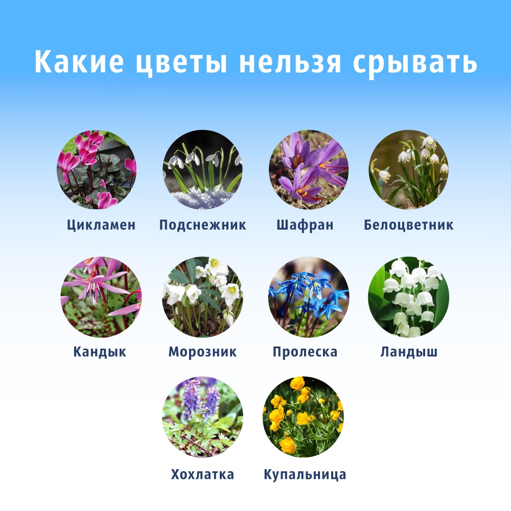 Магазин Редких Растений В Москве